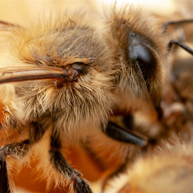 Solución bacteriana al colapso de colonias de abejas