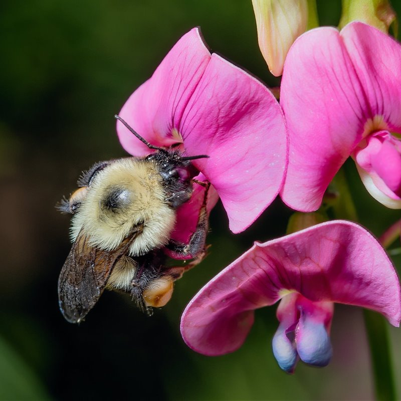 Lo que nos cuentan los abejorros sobre la próxima gran extinción 