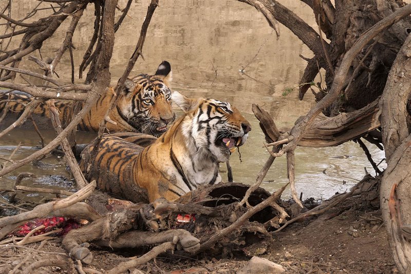 Dos jóvenes tigres comen un ciervo sámbar cazado la noche anterior.