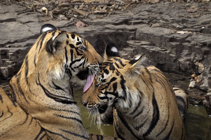 Dos jóvenes tigres juegan en una charca.