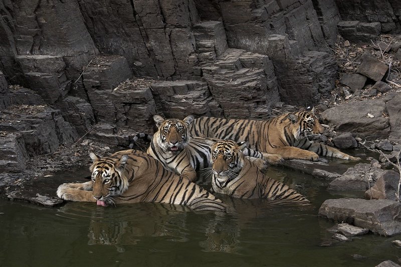 La madre tigresa con sus tres hijos ya crecidos se dan un baño y beben en un arroyo.