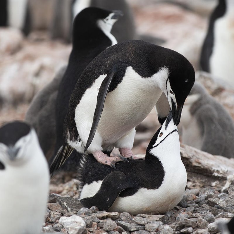 Algunas colonias de pingüinos han descendido un 77% en los últimos 50 años