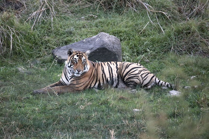 Un tigre descansa cerca de la charca de Ranthambore.