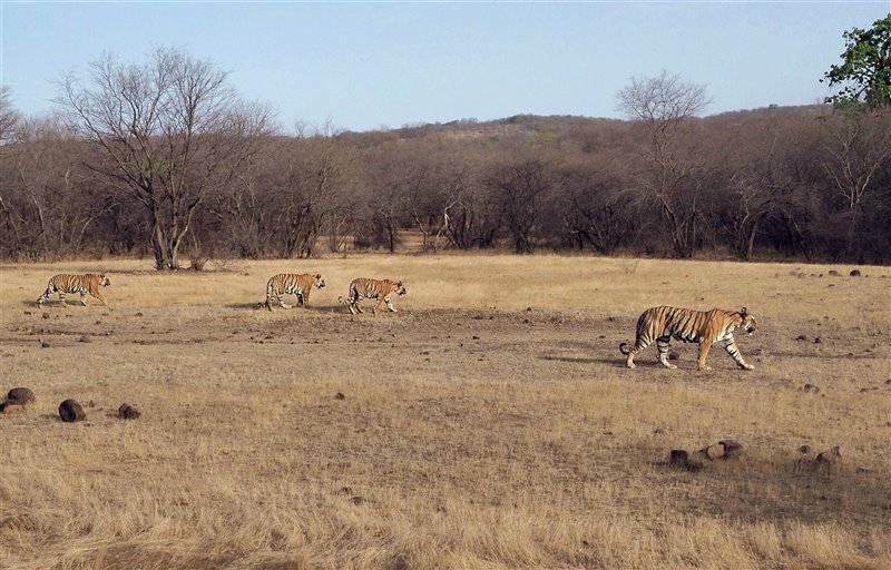 Cuatro imponentes tigres pasean tranquilamente ajenos a nuestra presencia.