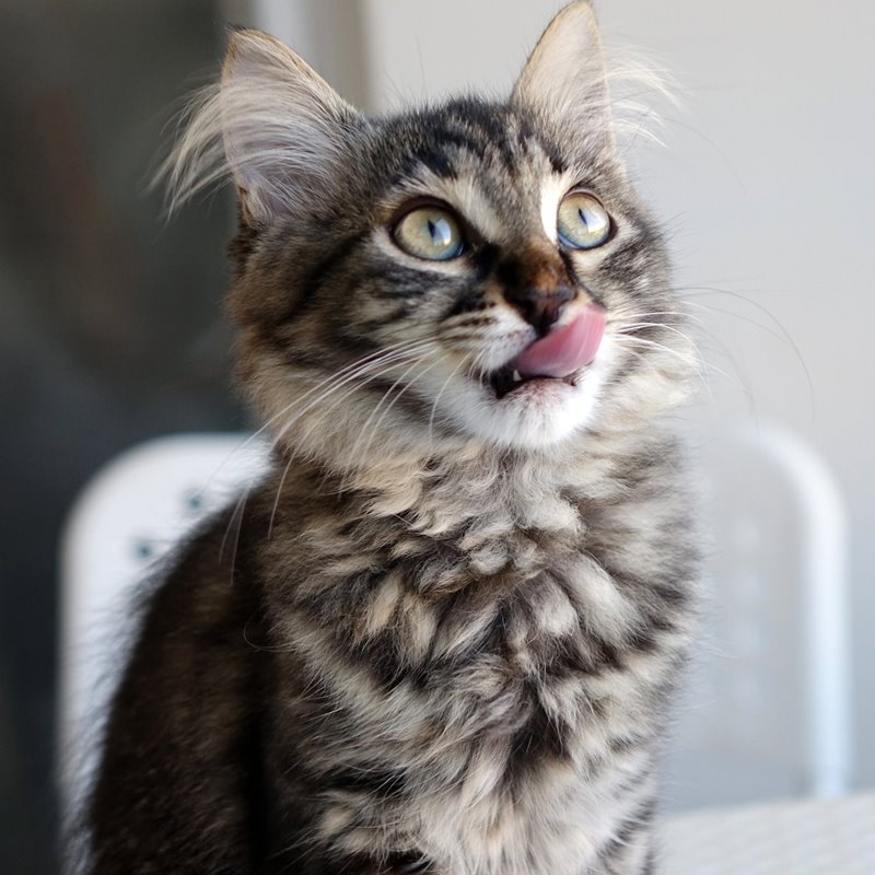El secreto de la lengua de los gatos