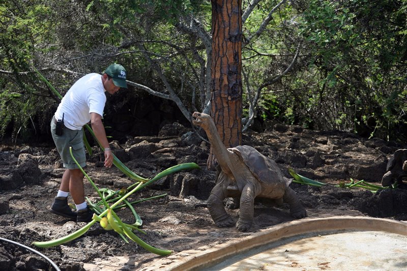 El Solitario George era el último ejemplar de tortuga gigante de Pinta (Chelonoidis abingdonii), una especie endémica de las islas Galápagos.