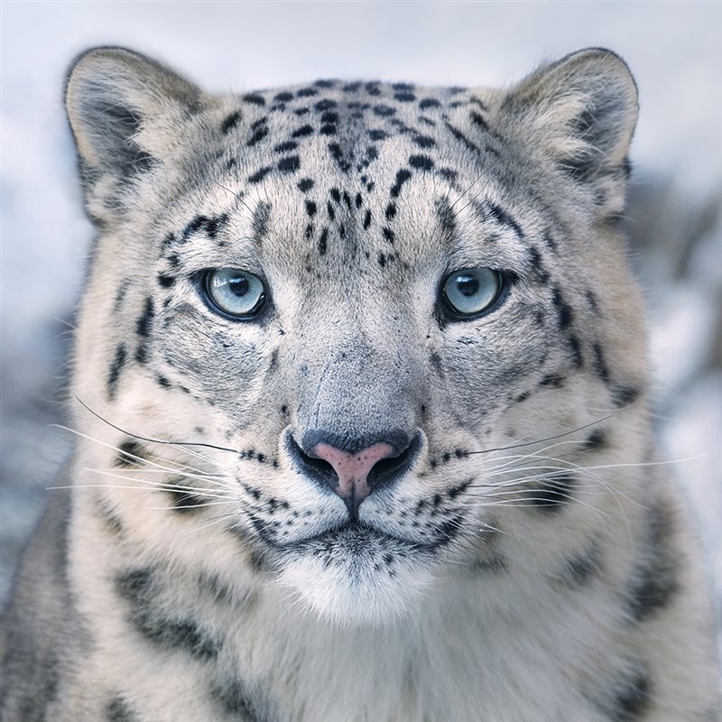 El leopardo de las nieves (Panthera uncia) vive en zonas montañosas de Asia Oriental y es uno de los felinos más esquivos del mundo.