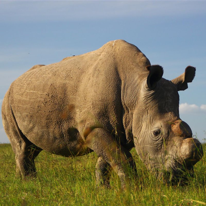 rinocerontesudan4