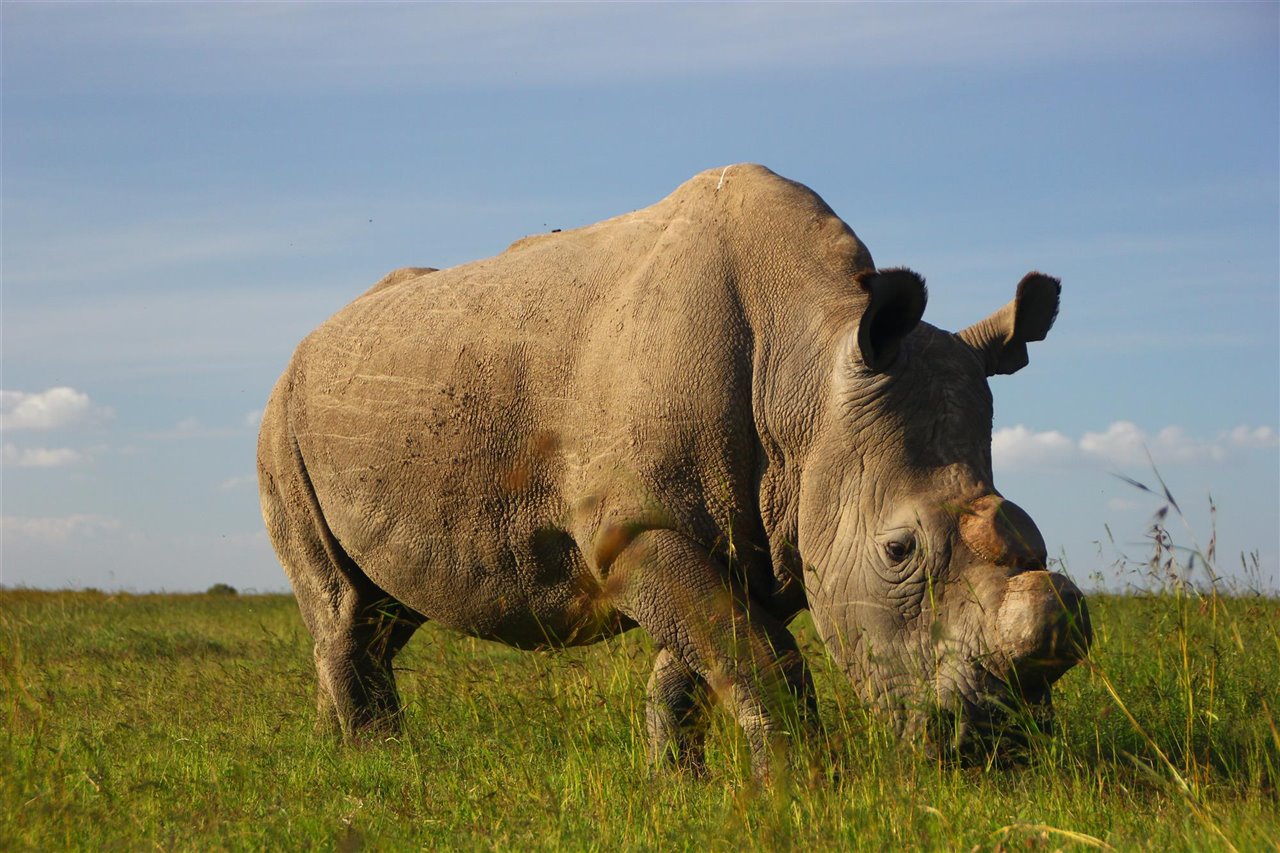 El rinoceronte blanco del norte desapareció en 2019.