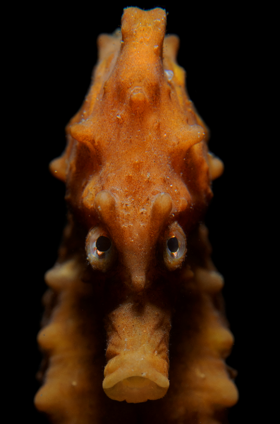Angry seahorse