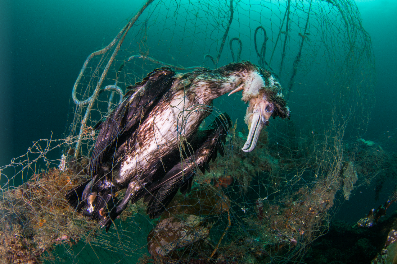 Cormorant caught in a net