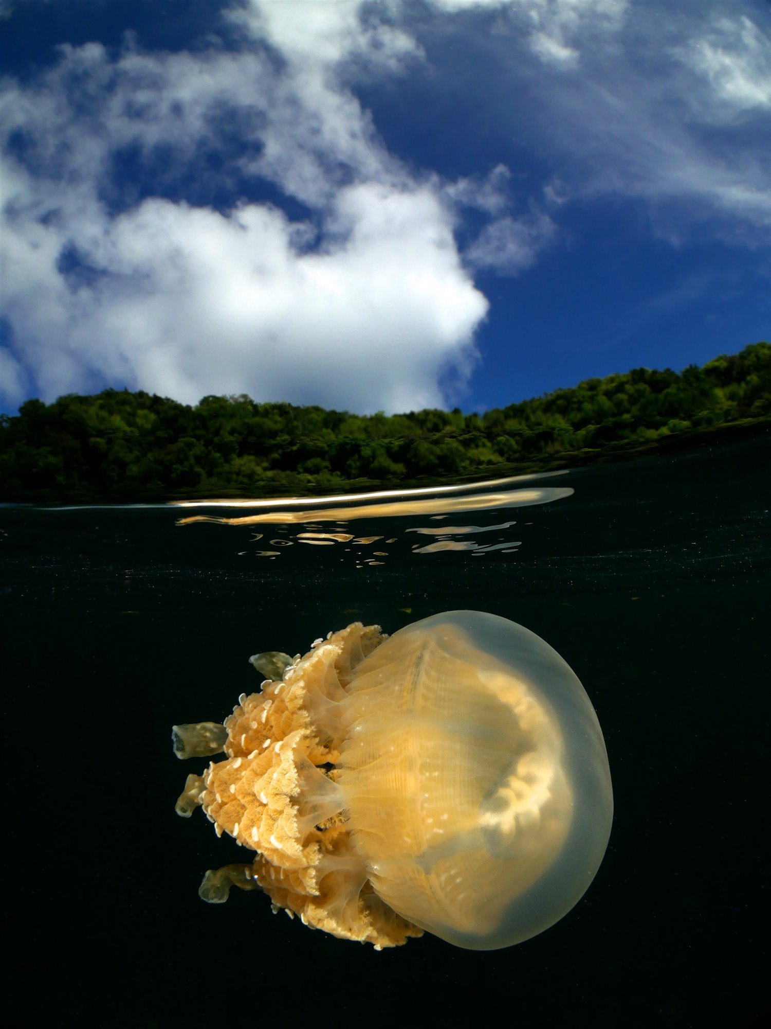Jellyfish from Palau