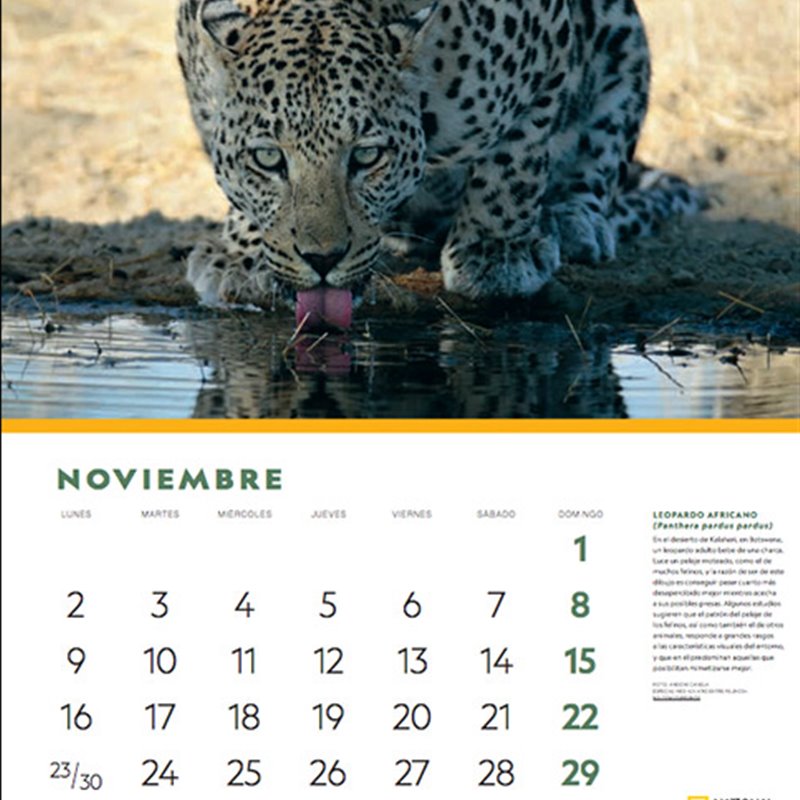 Consigue el calendario 2020 National Geographic "Un año entre felinos"