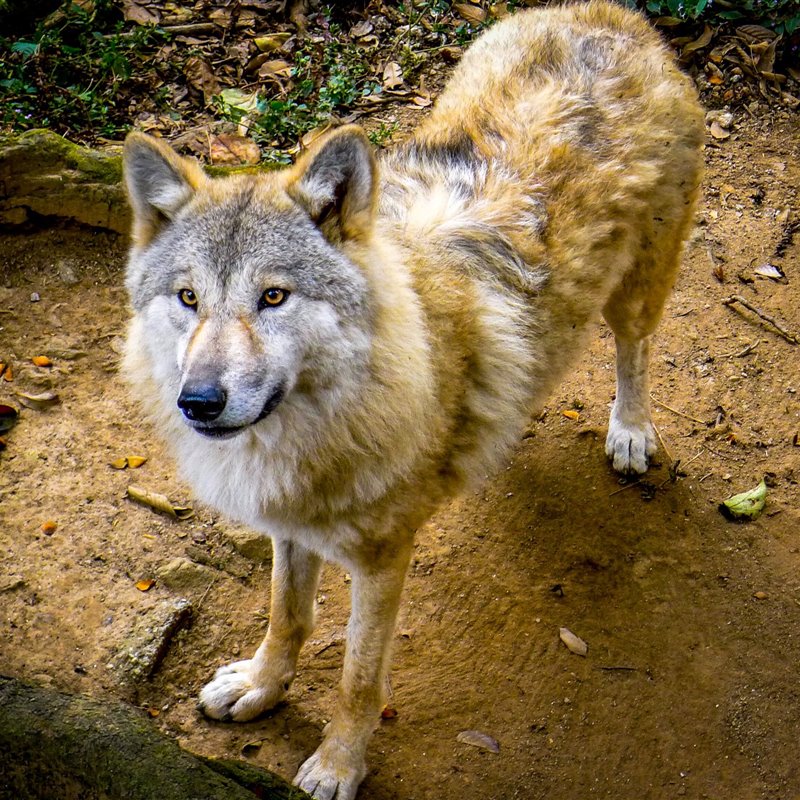 Descrita una nueva especie de lobo en el Himalaya