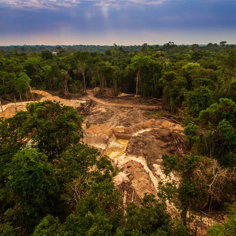 Selva Amazónica, Pará, Brasil