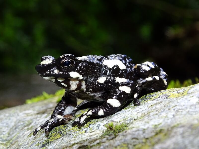 La rana arlequín vuelve tras 30 años siendo considerada extinta