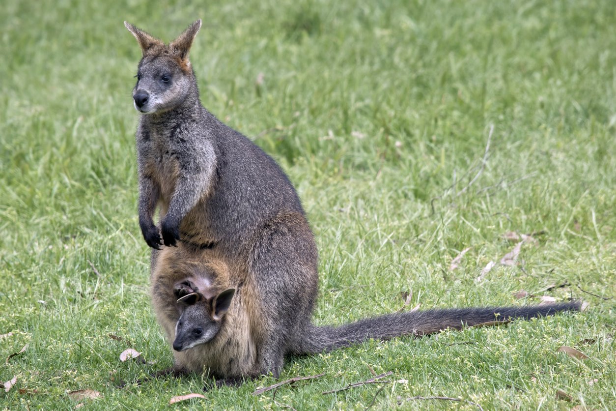 Las crías de walabí se desarrollan en el marsupio de su madre durante el período de lactancia hasta que pueden valerse por sí mismas.