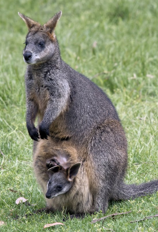 Las hembras de este mamífero australiano tienen dos úteros