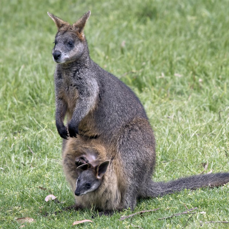 Las crías de walabí se desarrollan en el marsupio de su madre durante el período de lactancia hasta que pueden valerse por sí mismas.
