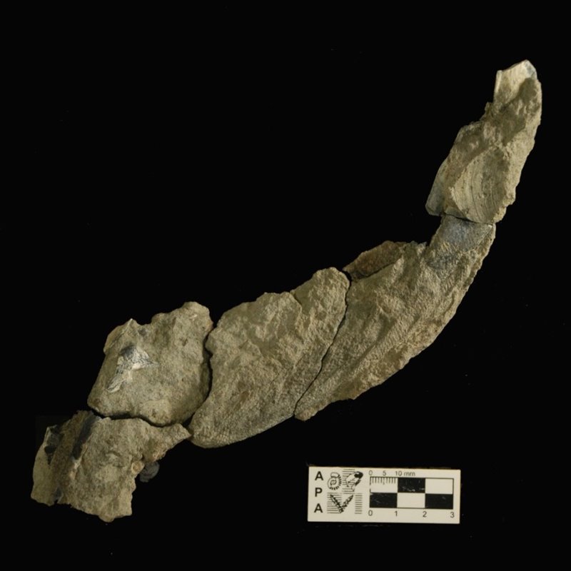 Hallada la piel petrificada de un pigüino de hace 43 millones de años