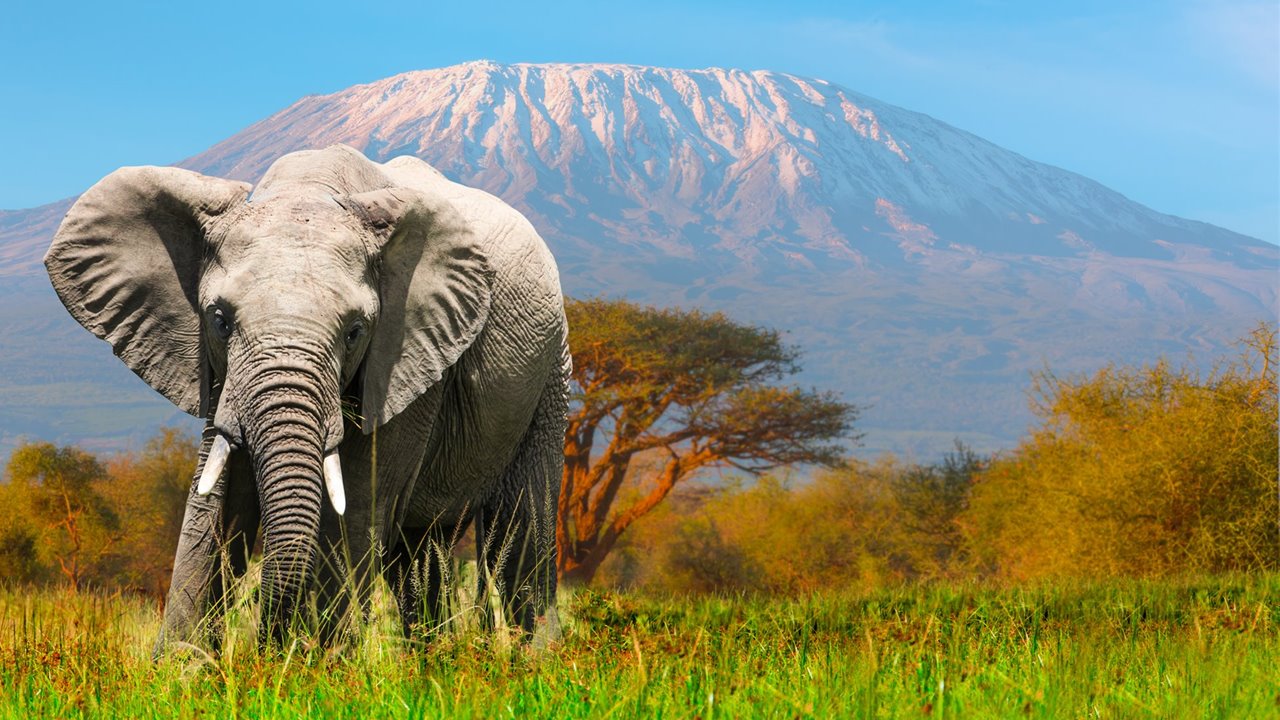 ¿Cuánto sabes sobre elefantes? 