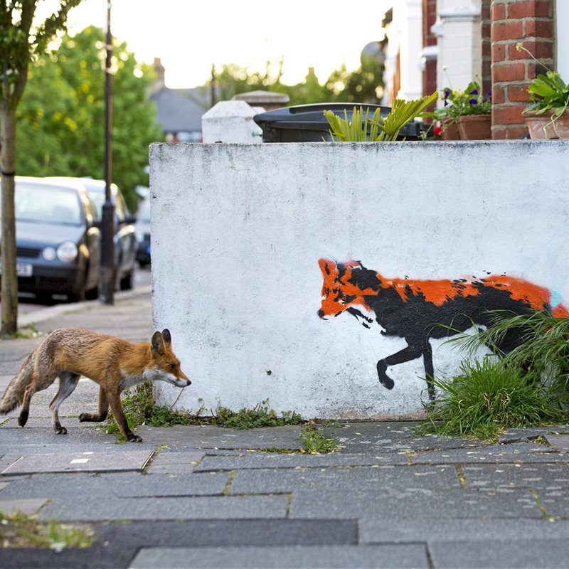 Un zorro pasea tranquilamente por Londres. 