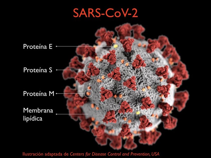 Detalle del SARS-CoV-2