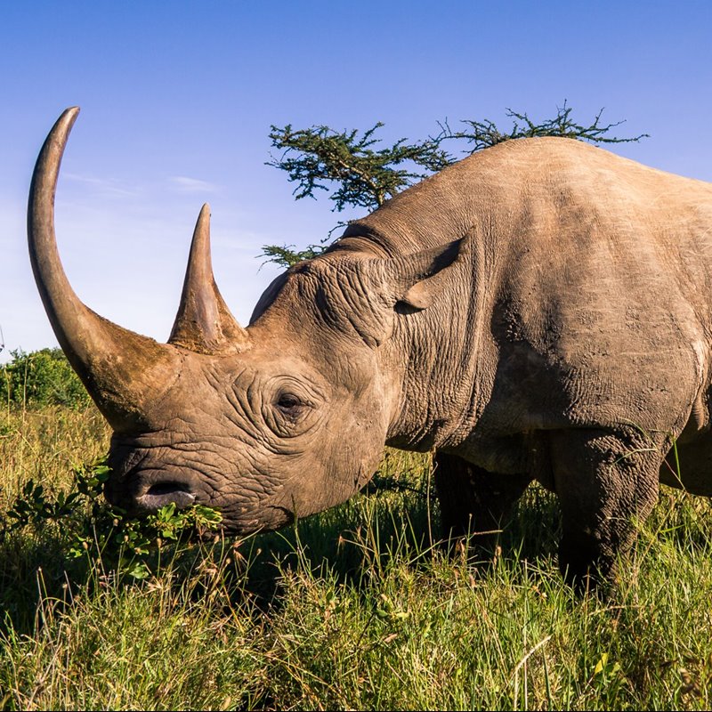 El rinoceronte negro se recupera ligeramente gracias a los esfuerzos de protección