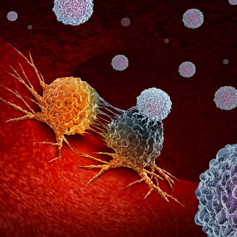 Los linfocitos T identifican las células infectadas y las destruyen para evitar el contagio a otras células sanas.