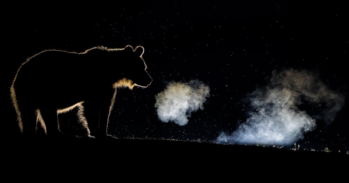 Conoce a los ganadores del Nature TTL Photographer of the Year