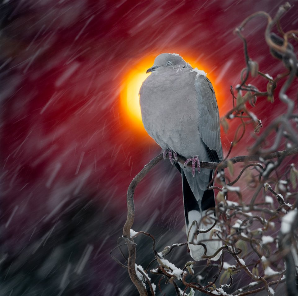 Conoce a los ganadores del Nature TTL Photographer of the Year