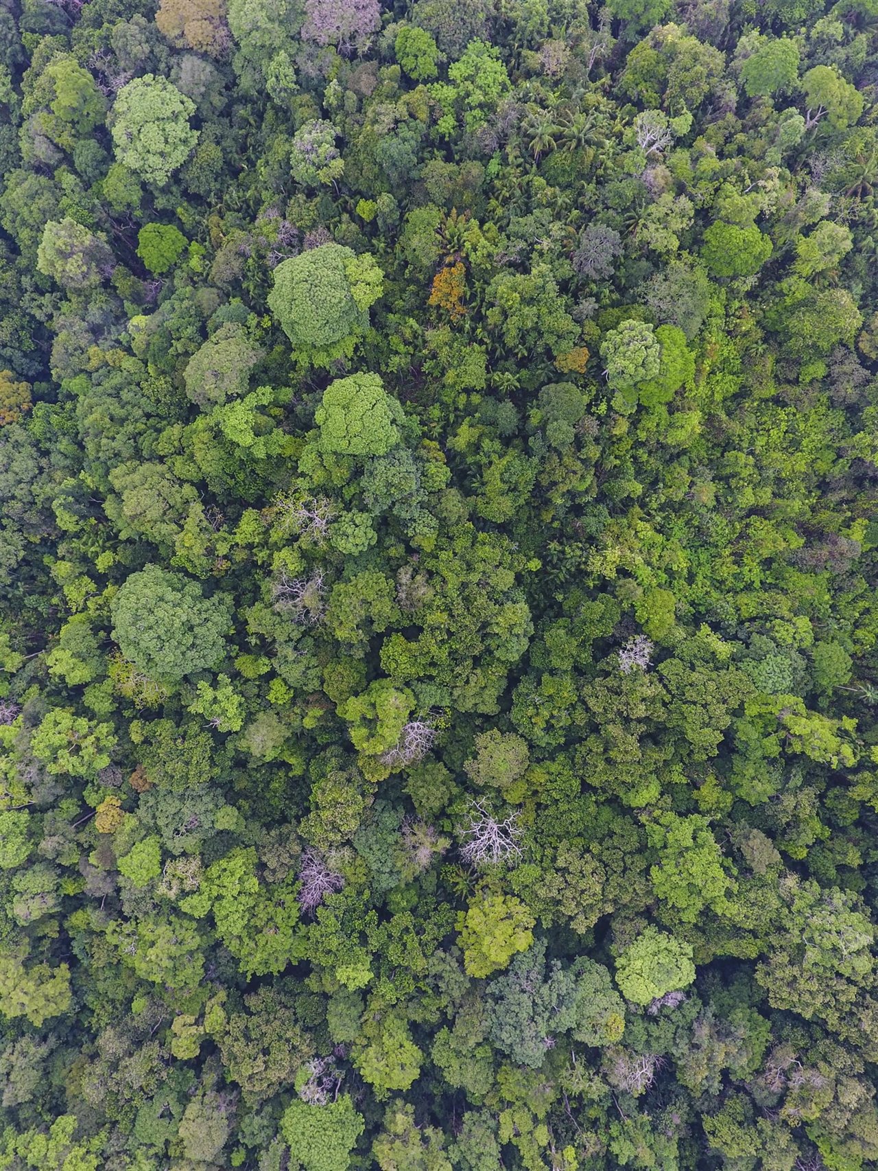 Bosque primario, Isla Barro Colorado, Panamá