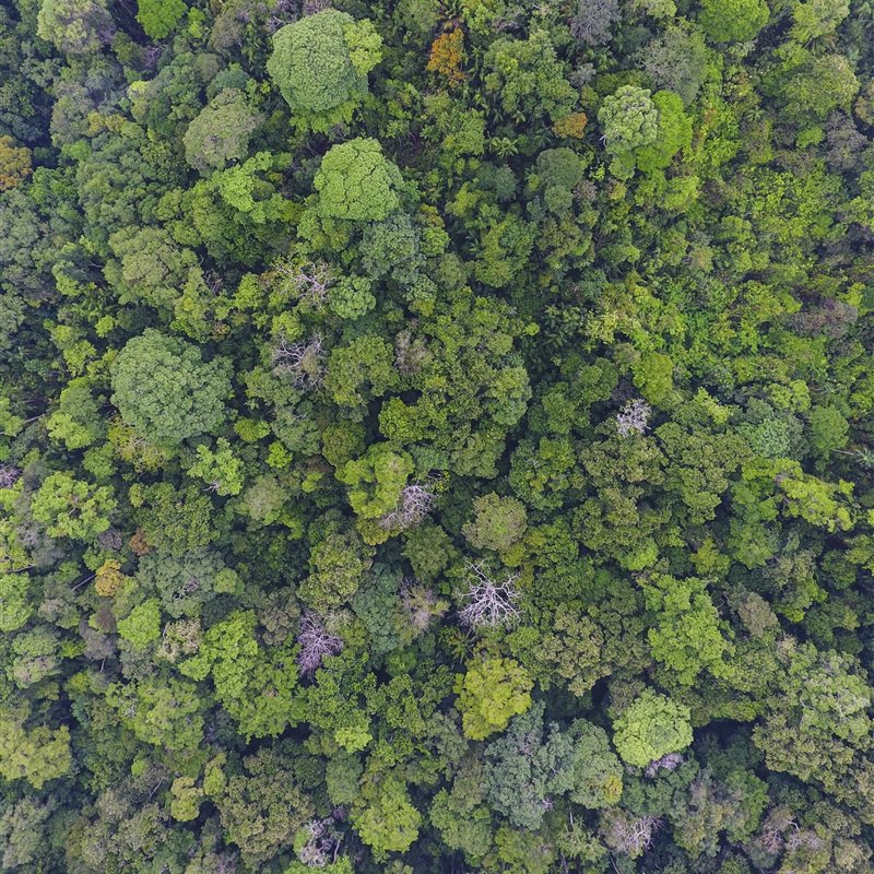 Viaje al futuro de los bosques tropicales 