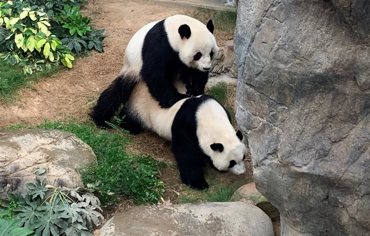 Apareamiento de osos panda
