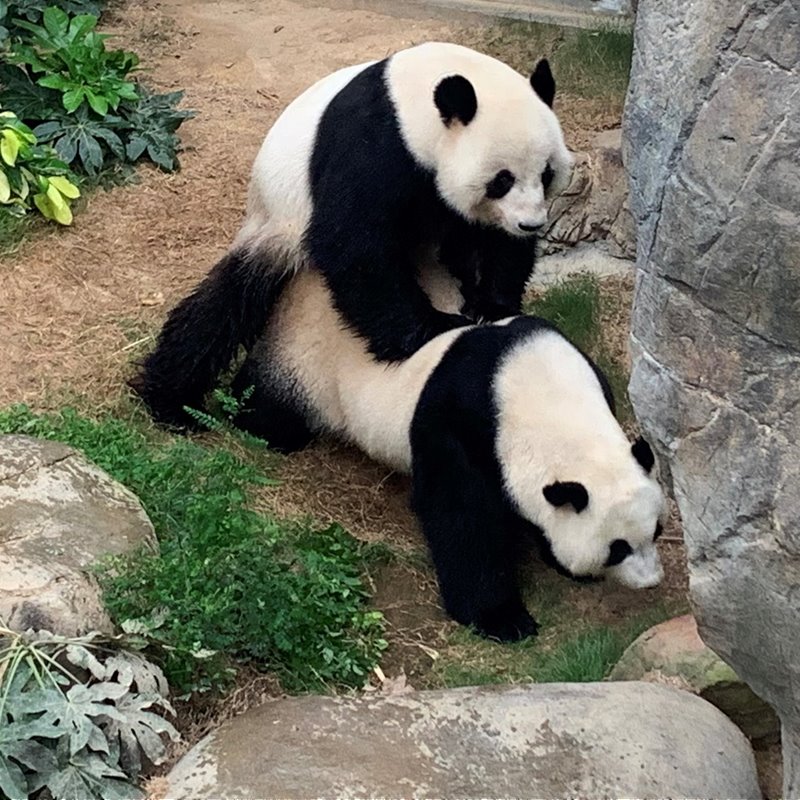 Dos pandas en cautividad aprovechan el confinamiento para aparearse por primera vez