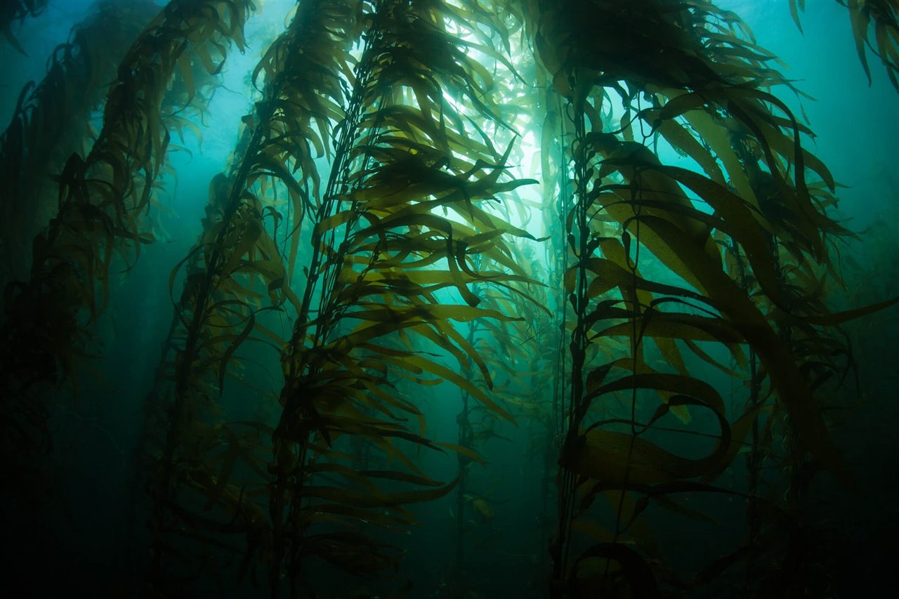 Kelp Gigante - Macrocystis pyrifera