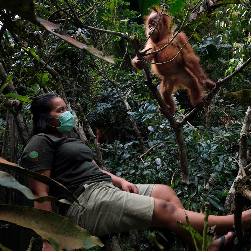 El joven Jating y su cuidadora Selvi en 2019, aprendiendo a trepar por los árboles en el patio de recreo del Centro de Cuarentena SOCP, en Sumatra.