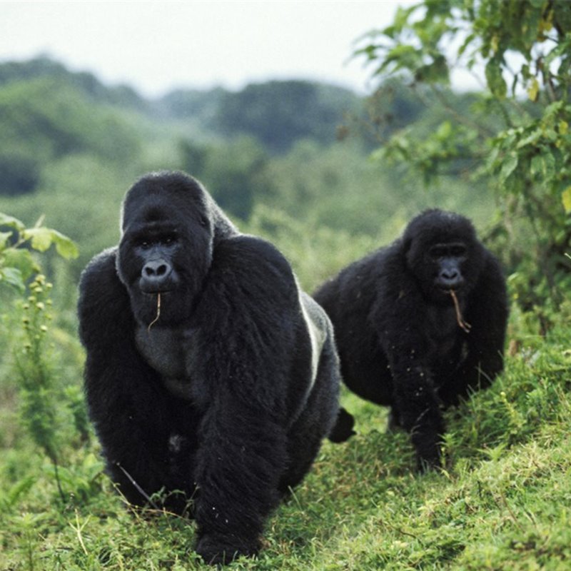 Dos gorilas de montaña pasean en el parque nacional Virunga, en la República Democrática del Congo.