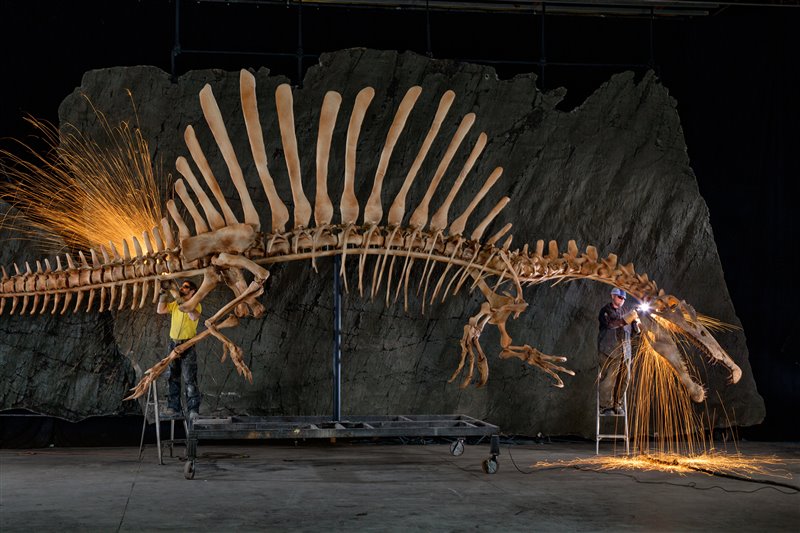 Los operarios pulen los bordes de un esqueleto de Spinosaurus, producido a tamaño natural con una gran precisión anatómica a partir de datos digitales. Los científicos generaron un modelo informático ensamblando tomografías computarizadas de fósiles, imágenes de huesos perdidos y extrapolaciones de especies emparentadas, y a continuación lo materializaron en poliestireno, resina y acero.