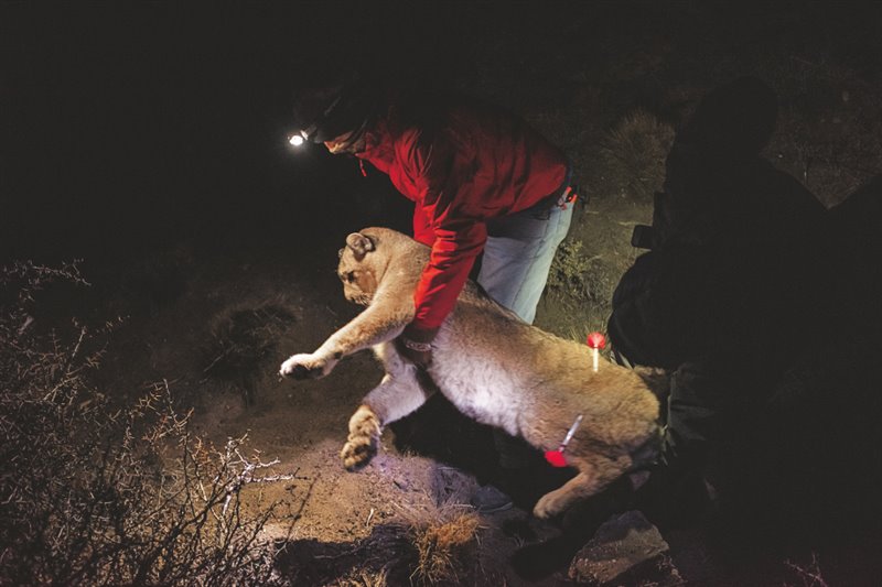 El guarda Emanuel Galetto levanta a una hembra de puma sedada que quedó atrapada en un cepo incruento instalado por los biólogos del Parque Nacional Patagonia de Argentina. Tras ponerle un collar GPS la soltarán, para que se sume a los otros seis pumas con collar que hay en el parque.