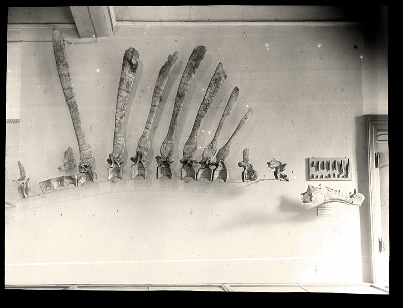 El holotipo de Spinosaurus de Stromer, hallado en Egipto en 1912, resultó carbonizado durante un bombardeo aliado que se produjo sobre Múnich en la Segunda Guerra Mundial. Los paleontólogos han utilizado estas escasas fotografías para reconstruir digitalmente los huesos perdidos. Foto cortesía de Nizar Ibrahim.