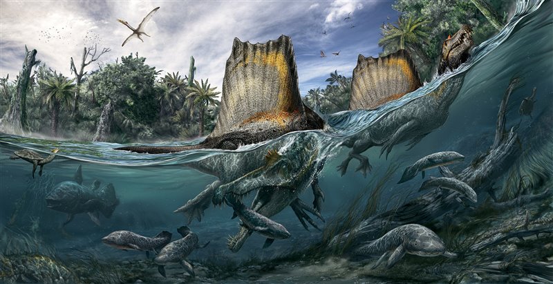 Spinosaurus, el único dinosaurio conocido adaptado a la vida acuática, nadaba en los ríos del norte de África hace 100 millones de años. El gigantesco depredador vivía en una región apenas habitada por grandes herbívoros terrestres y se alimentaba sobre todo de peces enormes.  Ilustración: Davide Bonadonna.