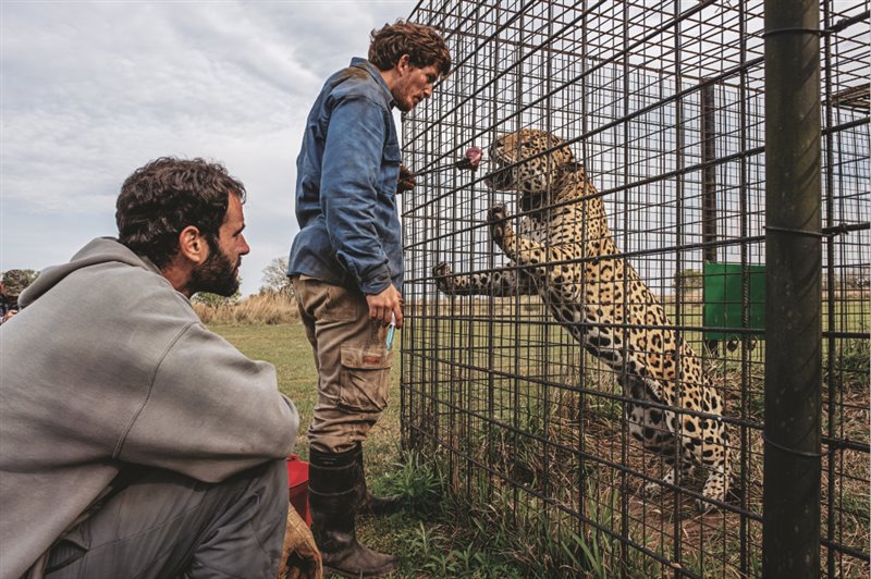 Ante la mirada del voluntario Erik Esposito, el biólogo Pablo Guerra atiende a Nahuel, un macho reproductor de 18 años del Centro de Reintroducción del Jaguar, situado en la isla de San Alonso, que forma parte del Parque Iberá. 