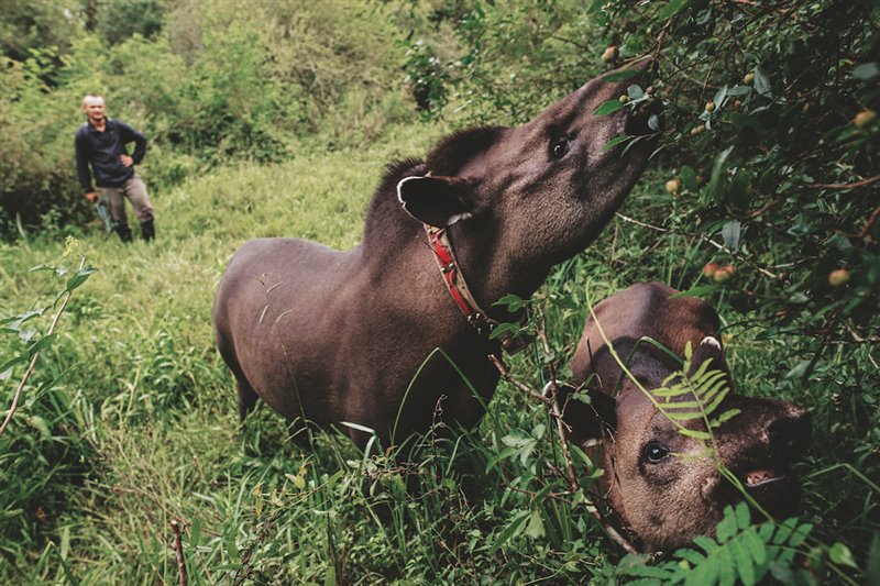 El biólogo Giuliano Pesci revisa a una hembra de tapir con radiocollar y a su cría, liberadas en el Parque Iberá. Poesteriormente se tuvo que suspender el programa de renaturalización cuando cinco tapires sucumbieron a un parásito exótico. Los seis tapires del Iberá que sobreviven están en cuarentena.