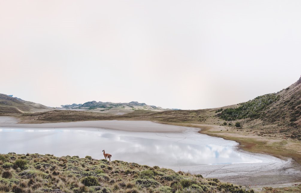 Un guanaco, el equivalente salvaje de la llama doméstica, se acerca a beber en la Laguna Seca del chileno Parque Nacional Patagonia.