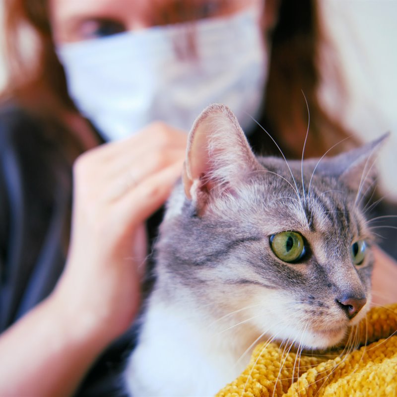 Detectado el primer gato infectado con coronavirus en España