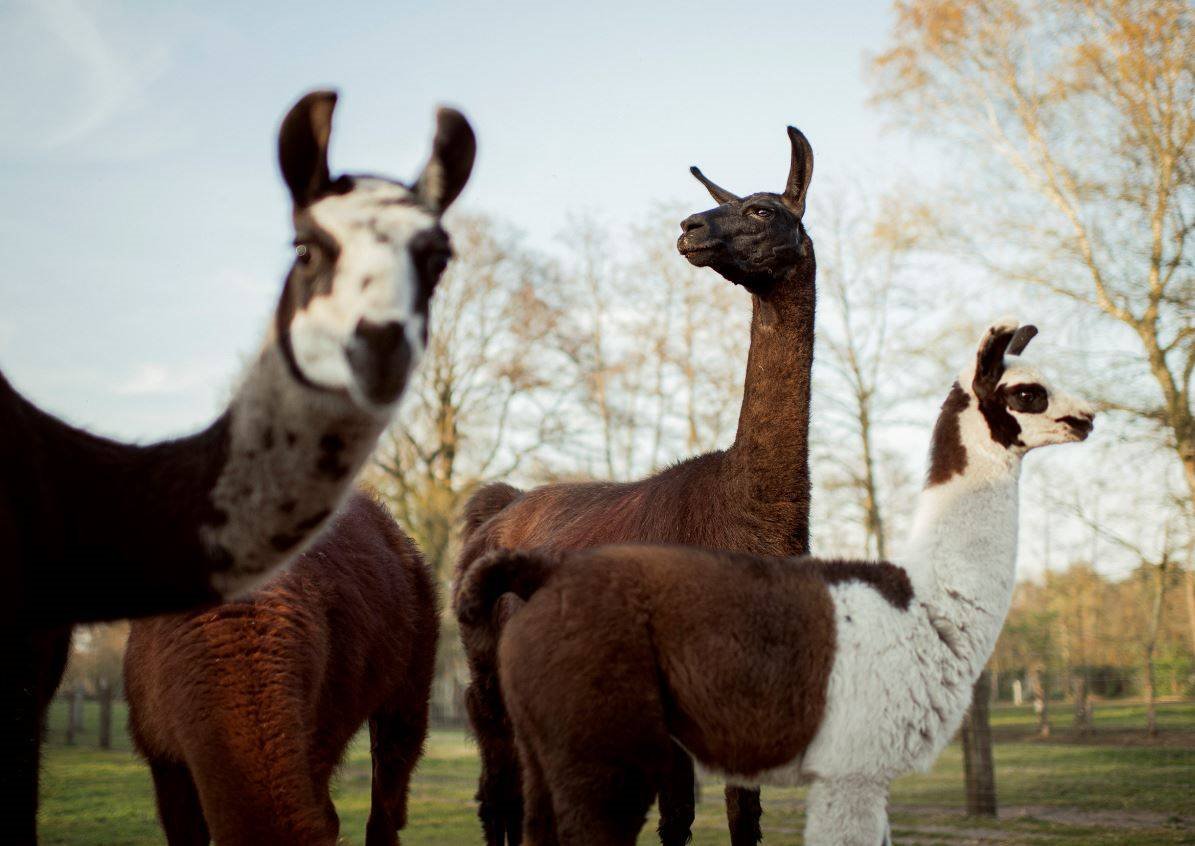 Grupo de llamas y alpacas en una granja de Bélgica gestionada por el Instituto Vlaams de Biotecnología de la Universidad de Gante.