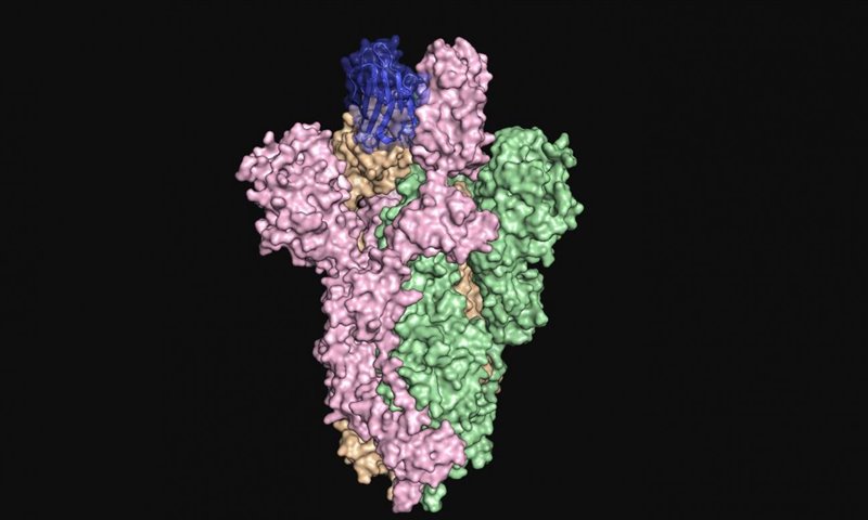 Los investigadores crearon un anticuerpo denominado VHH-72Fc (azul) que se une fuertemente a la proteína de espícula del SARS-CoV-2 (rosa, verde y naranja), bloqueando la infección del virus en las células.