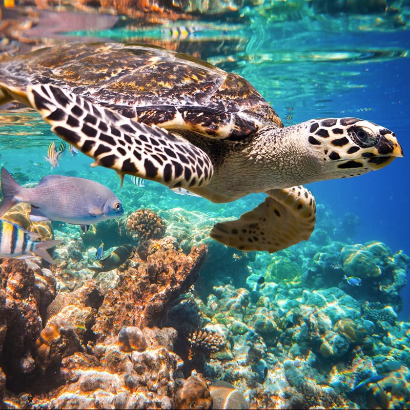 Nacen más de 100 tortugas carey en una playa de Brasil