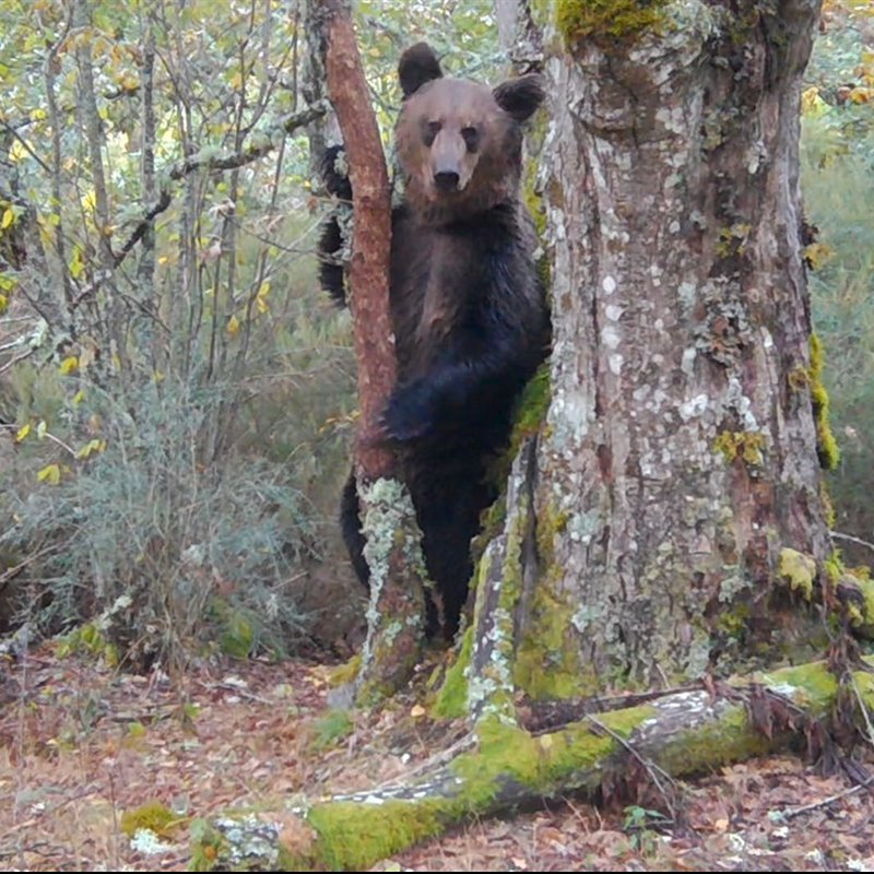 Graban un oso pardo en el Macizo Central de Ourense por primera vez en 150 años